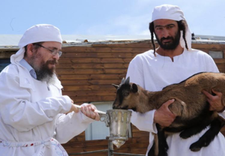 עניינו החינוכי של קרבן הפסח והחג במשנת הרמב"ם