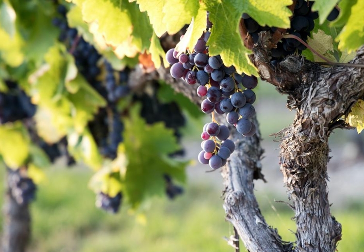 מדוע נאסרו כלאי הכרם של הגוי והרי איננו מוזהר בזריעת כלאים?