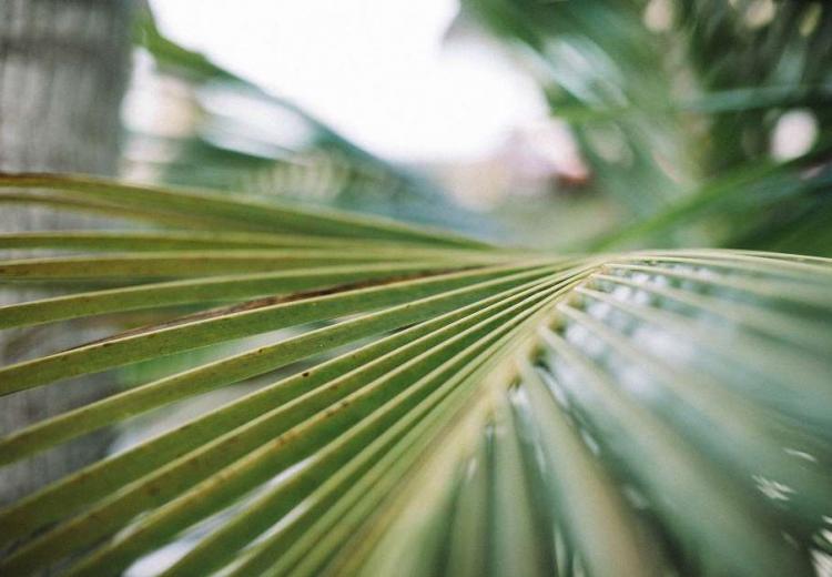 האם חייב בנזקים שגרם סכך שנפל מסוכתו על עובר אורח?